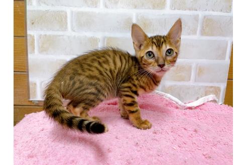 成約済の東京都のトイガー-36742の11枚目