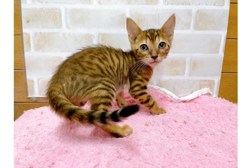 成約済の東京都のトイガー-36742の12枚目