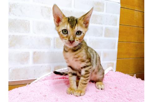 成約済の東京都のトイガー-36747の6枚目