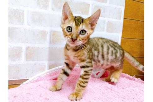 成約済の東京都のトイガー-36747の7枚目