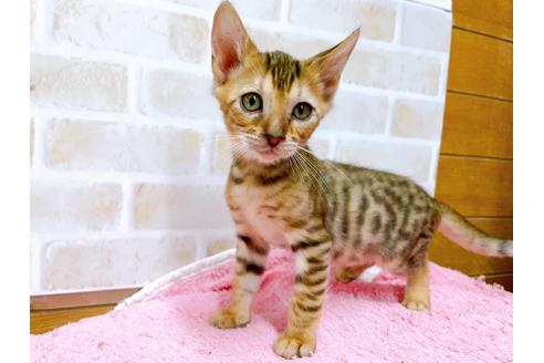 成約済の東京都のトイガー-36747の8枚目