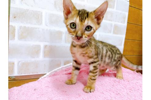 成約済の東京都のトイガー-36747の9枚目