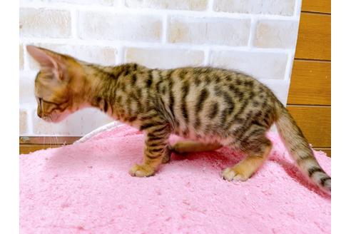 成約済の東京都のトイガー-36747の10枚目