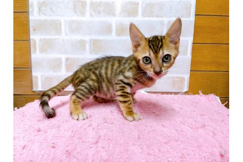 成約済の東京都のトイガー-36744の7枚目