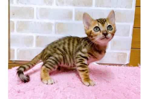 成約済の東京都のトイガー-36744の8枚目