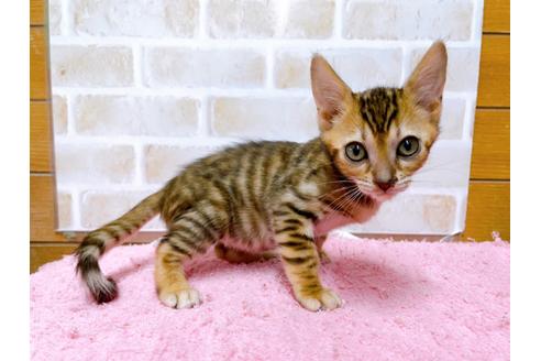 成約済の東京都のトイガー-36744の9枚目