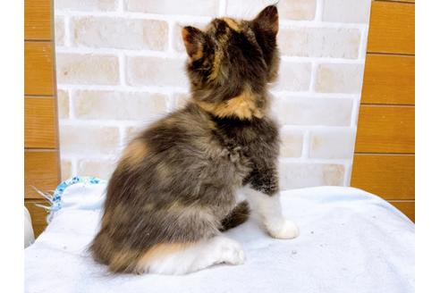 成約済の東京都のスコティッシュフォールド-36738の4枚目