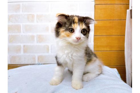 成約済の東京都のスコティッシュフォールド-36738の5枚目