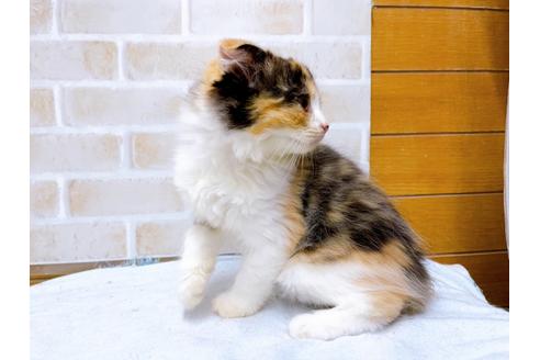 成約済の東京都のスコティッシュフォールド-36738の6枚目