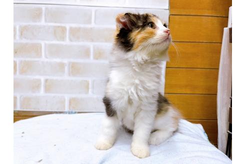 成約済の東京都のスコティッシュフォールド-36738の7枚目