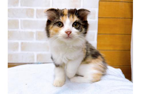 成約済の東京都のスコティッシュフォールド-36738