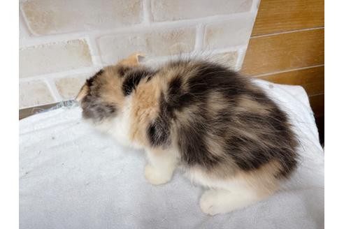 成約済の東京都のスコティッシュフォールド-36738の2枚目