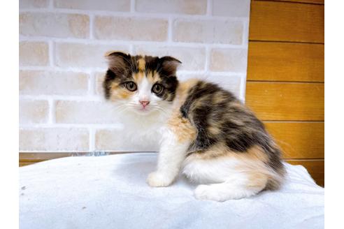 成約済の東京都のスコティッシュフォールド-36738の3枚目