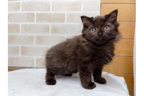 成約済の東京都のスコティッシュフォールド-36741