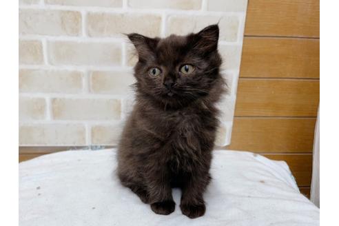 成約済の東京都のスコティッシュフォールド-36741の2枚目