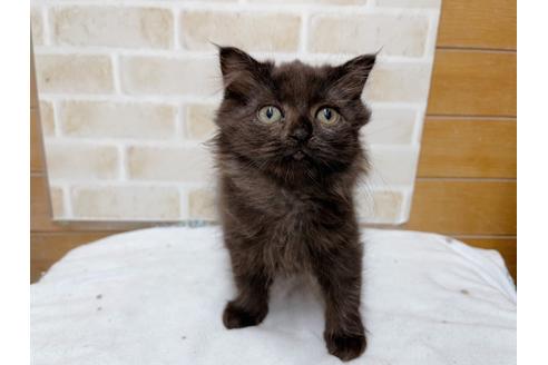 成約済の東京都のスコティッシュフォールド-36741の4枚目