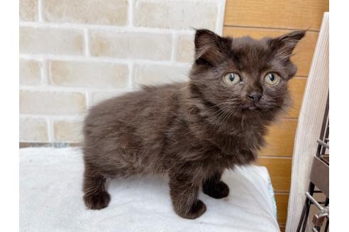 成約済の東京都のスコティッシュフォールド-36741の5枚目