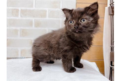 成約済の東京都のスコティッシュフォールド-36741の6枚目