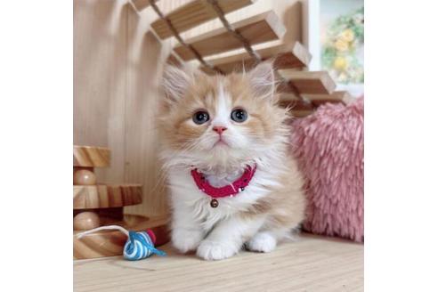 成約済の長野県のマンチカン-36607の2枚目