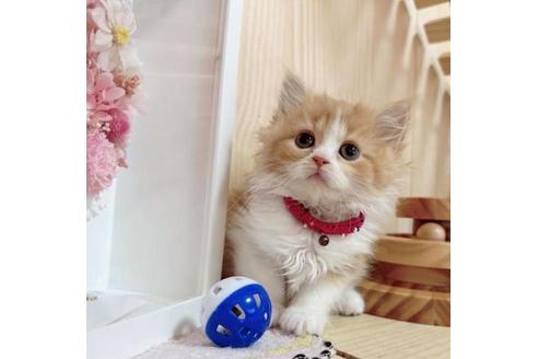 成約済の長野県のマンチカン-36607の3枚目