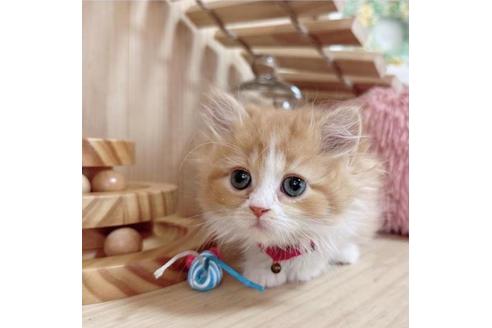 成約済の長野県のマンチカン-36607の4枚目