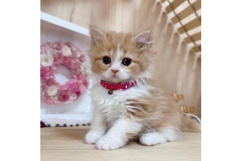 成約済の長野県のマンチカン-36607の5枚目