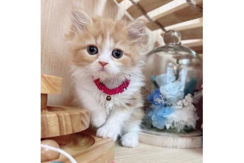 成約済の長野県のマンチカン-36607の1枚目