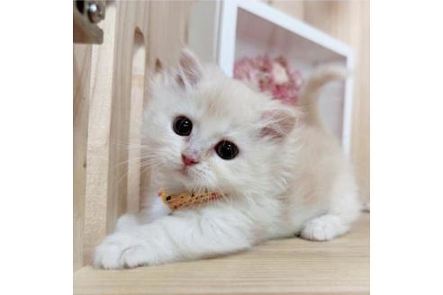 成約済の長野県のマンチカン-36609の5枚目