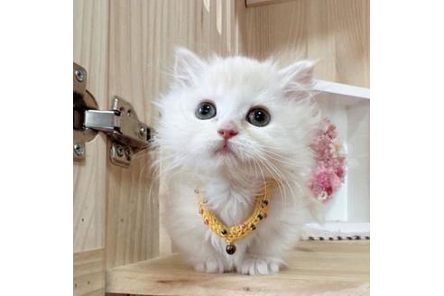 成約済の長野県のマンチカン-36609の1枚目