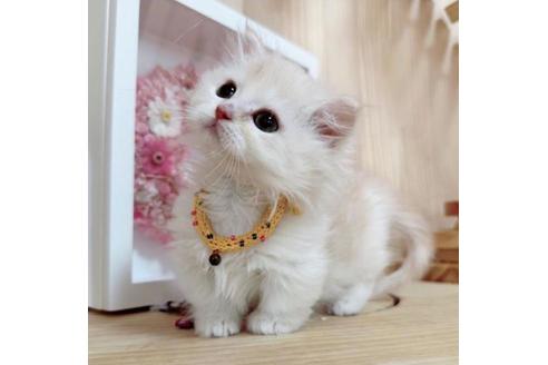 成約済の長野県のマンチカン-36609の3枚目