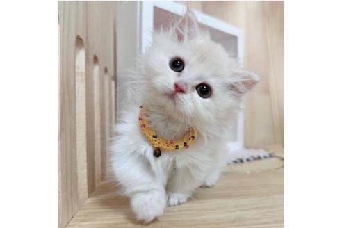 成約済の長野県のマンチカン-36609の4枚目