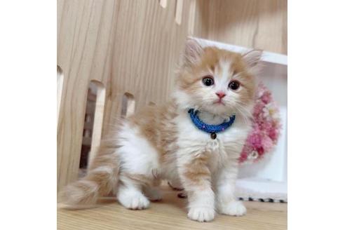 成約済の長野県のマンチカン-36611の1枚目