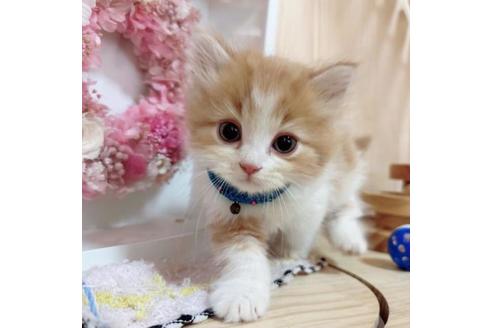 成約済の長野県のマンチカン-36611の2枚目