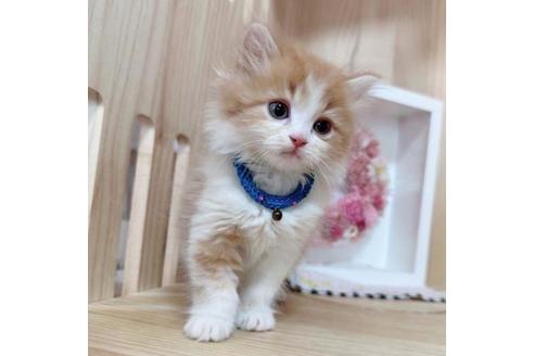 成約済の長野県のマンチカン-36611の3枚目