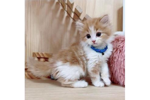 成約済の長野県のマンチカン-36611の5枚目