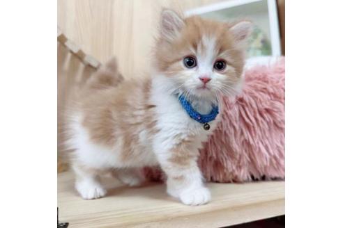 成約済の長野県のマンチカン-36611の4枚目