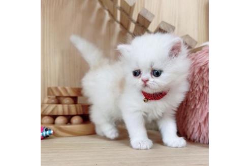 成約済の長野県のマンチカン-36615の2枚目