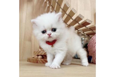 成約済の長野県のマンチカン-36615の1枚目