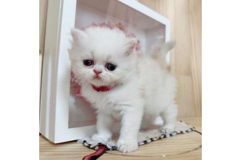 成約済の長野県のマンチカン-36615の4枚目