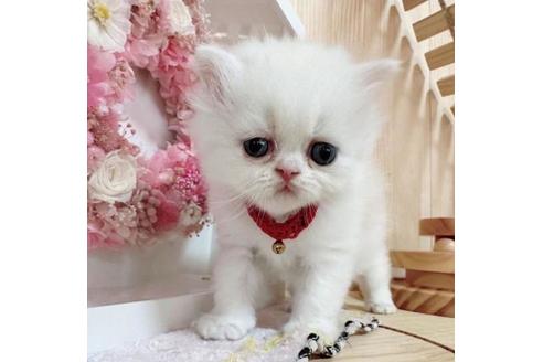 成約済の長野県のマンチカン-36615の5枚目