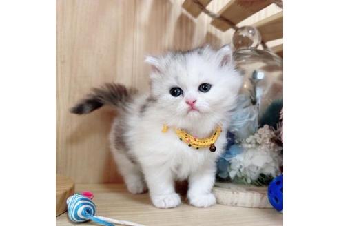 成約済の長野県のマンチカン-36619の1枚目