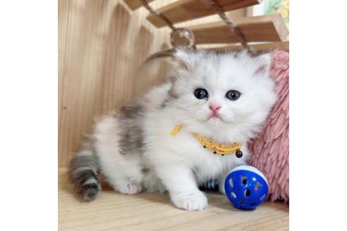 成約済の長野県のマンチカン-36619の2枚目