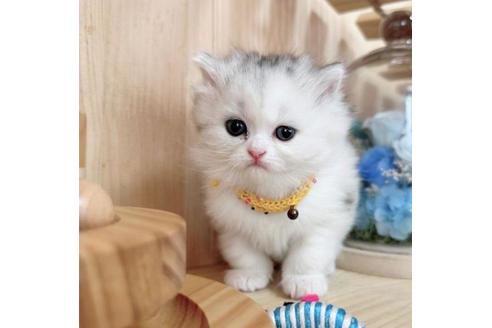 成約済の長野県のマンチカン-36619の5枚目