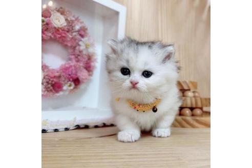 成約済の長野県のマンチカン-36619の4枚目