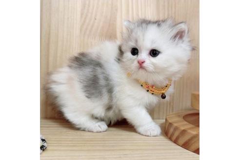 成約済の長野県のマンチカン-36619の3枚目