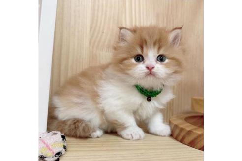 成約済の長野県のマンチカン-36620の2枚目