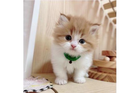 成約済の長野県のマンチカン-36620の5枚目