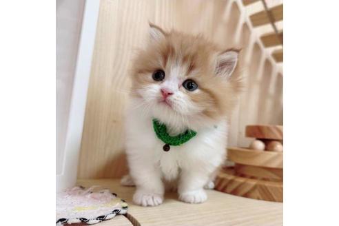 成約済の長野県のマンチカン-36620の4枚目