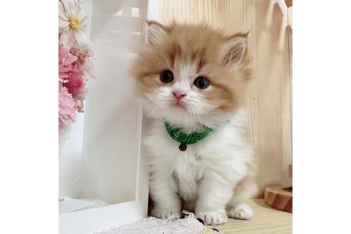 成約済の長野県のマンチカン-36620の3枚目