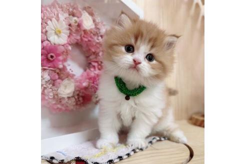 成約済の長野県のマンチカン-36620